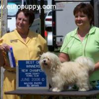 Evie - Havanese, Euro Puppy review from United States