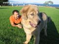 Gina - Tibetan Mastiff, Euro Puppy review from United States