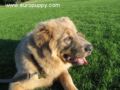Gina - Do Khyi, Euro Puppy review from United States