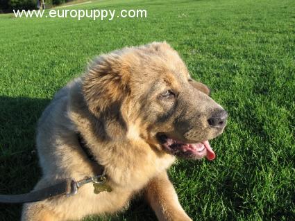 Gina - Mastín Tibetano, Referencias de Euro Puppy desde United States