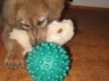 Gina - Tibetan Mastiff, Euro Puppy review from United States