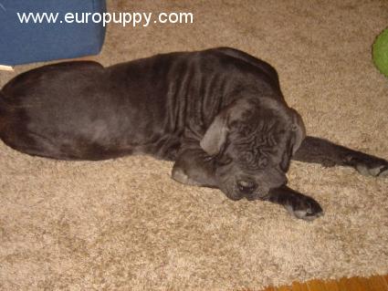 Rommel - Neapolitan Mastiff, Euro Puppy review from United States