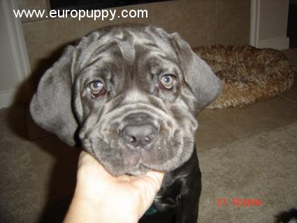 Paloma - Neapolitan Mastiff, Euro Puppy review from United States