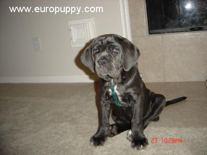 Paloma - Mastín Napolitano, Euro Puppy review from United States