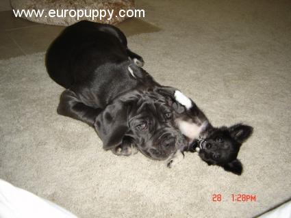 Paloma - Neapolitan Mastiff, Euro Puppy review from United States