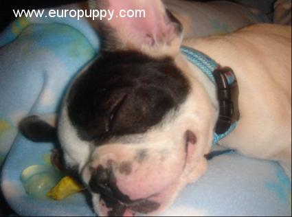 Gotti - French Bulldog, Euro Puppy review from United States