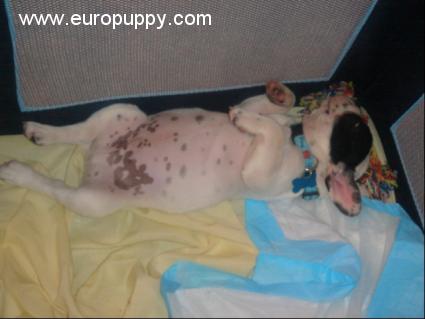 Gotti - French Bulldog, Euro Puppy review from United States