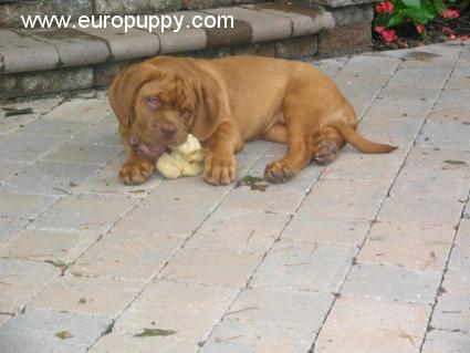 Carlos - Dogue de Bordeaux, Euro Puppy Referenzen aus United States
