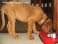 Carlos - Dogue de Bordeaux, Euro Puppy review from United States