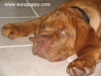 Carlos - Dogue de Bordeaux, Euro Puppy Referenzen aus United States