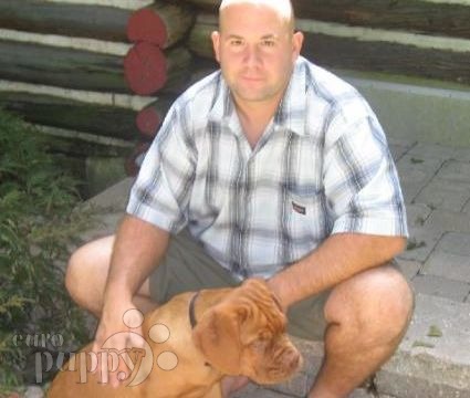 Carlos - Dogue de Bordeaux, Euro Puppy review from United States