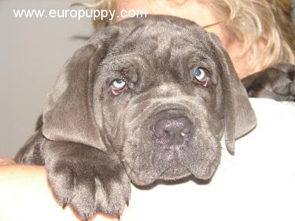 Rocco - Mastino Neapolitano, Euro Puppy Referenzen aus United States