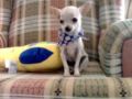 Bonsai - Chihuahua, Euro Puppy Referenzen aus Bahrain