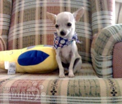 Bonsai - Chihuahua, Euro Puppy Referenzen aus Bahrain