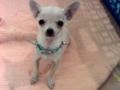 Bonsai - Chihuahua, Euro Puppy review from Bahrain