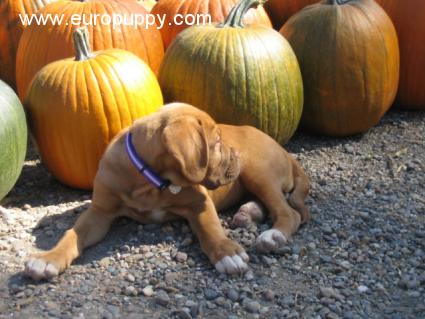 Tilly - Dogue de Bordeaux, Euro Puppy Referenzen aus United States