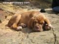 Tilly - Dogue de Bordeaux, Euro Puppy review from United States