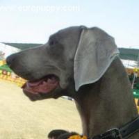 Bluey - Weimaraner, Euro Puppy review from United Arab Emirates