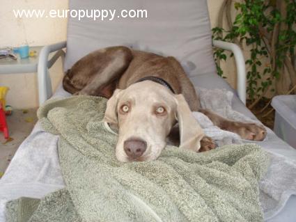Bluey - Weimaraner, Euro Puppy review from United Arab Emirates