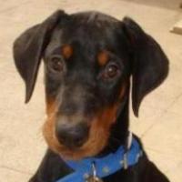 Demon - Dobermann, Euro Puppy Referenzen aus Saudi Arabia