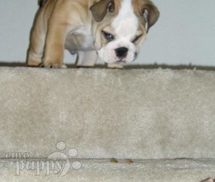 Gummi Bear - Bulldogge, Euro Puppy review from United States