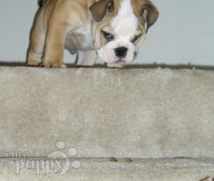 Gummi Bear - Bulldog, Euro Puppy review from United States