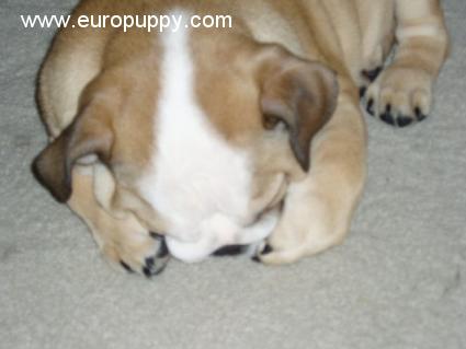 Gummi Bear - Bulldogge, Euro Puppy Referenzen aus United States