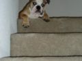 Gummi Bear - Bulldog, Euro Puppy review from United States