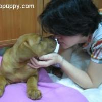 Brenda - Dogue de Bordeaux, Euro Puppy review from United Arab Emirates