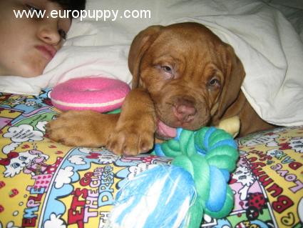 Brenda - Dogue de Bordeaux, Euro Puppy review from United Arab Emirates