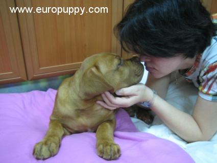 Brenda - Dogo de Burdeos, Euro Puppy review from United Arab Emirates