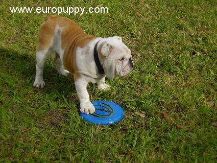 Merlin - Bulldogge, Euro Puppy Referenzen aus United States