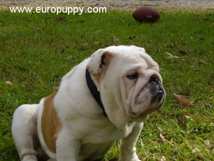 Merlin - Bulldogge, Euro Puppy Referenzen aus United States