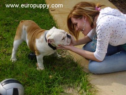 Merlin - Bulldogge, Euro Puppy review from United States