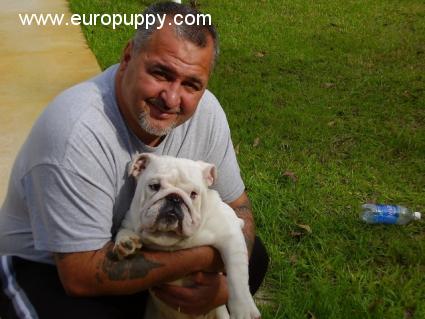 Merlin - Bulldog, Referencias de Euro Puppy desde United States