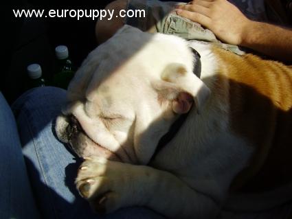 Merlin - Bulldogge, Euro Puppy review from United States