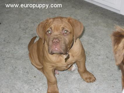Dexter - Dogue de Bordeaux, Euro Puppy Referenzen aus United States