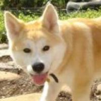 Lennox - Akita Inu, Euro Puppy Referenzen aus United States