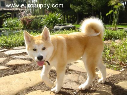 Lennox - Akita Inu, Euro Puppy review from United States