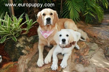 Zoe - Golden Retriever, Euro Puppy review from United States