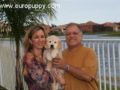 Zoe - Golden Retriever, Euro Puppy Referenzen aus United States