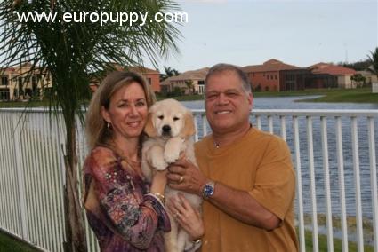 Zoe - Golden Retriever, Euro Puppy Referenzen aus United States
