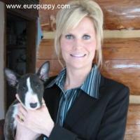 Mario - Miniature Bullterrier, Euro Puppy review from United States