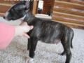 Mario - Miniature Bullterrier, Euro Puppy review from United States