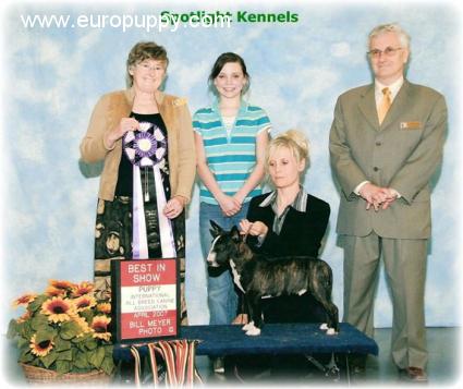 Mario - Bull Terrier Miniatura, Referencias de Euro Puppy desde United States