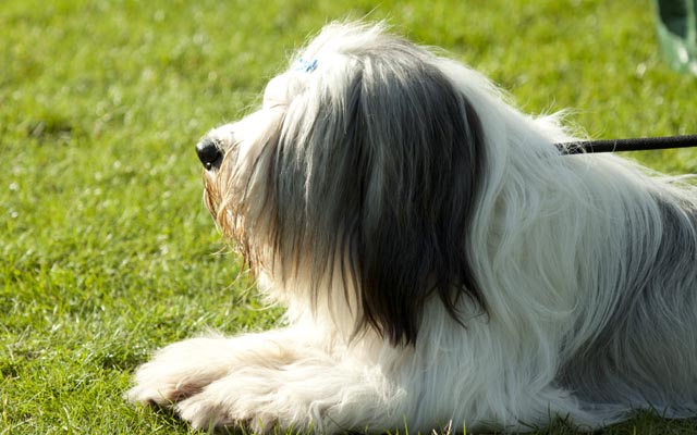 pelaje del Tierra Baja Polaca Sheepdog