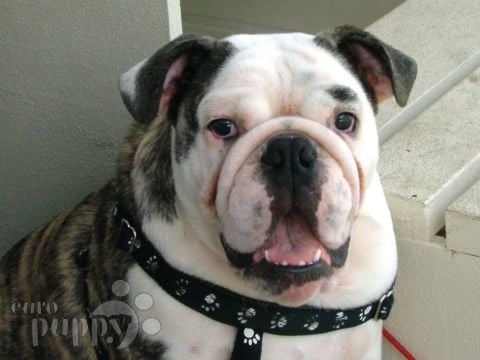Noodles - Bulldogge, Euro Puppy review from United States