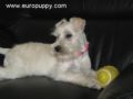 Miss Lilly - Miniature Schnauzer, Euro Puppy review from Qatar
