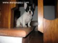 Juliette - Bulldog Francés, Euro Puppy review from Italy