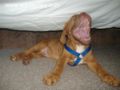 Chaos - Dogue de Bordeaux, Euro Puppy review from United States